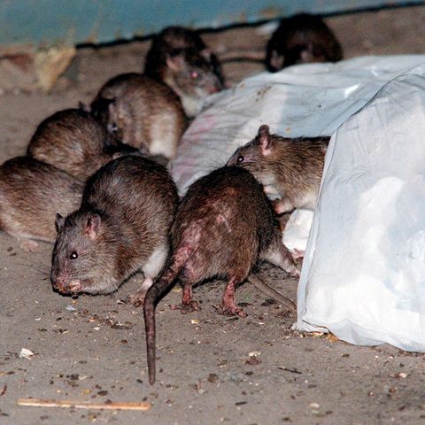 Ratten fressen Müll