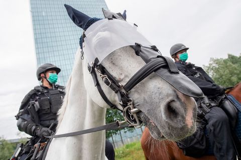 Reiterstaffel der Polizei Hamburg sucht Pferde: Tierschützer besorgt