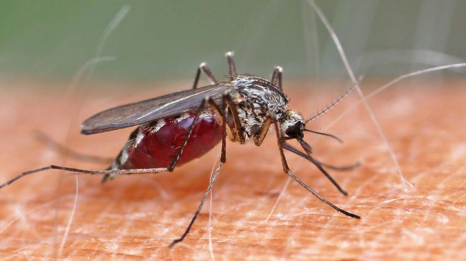 Mückenstiche: Welches Mittel ist das Beste?