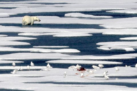 Eisbär