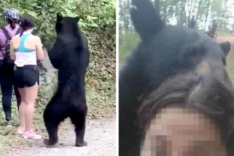 Selfie mit Schwarzbär