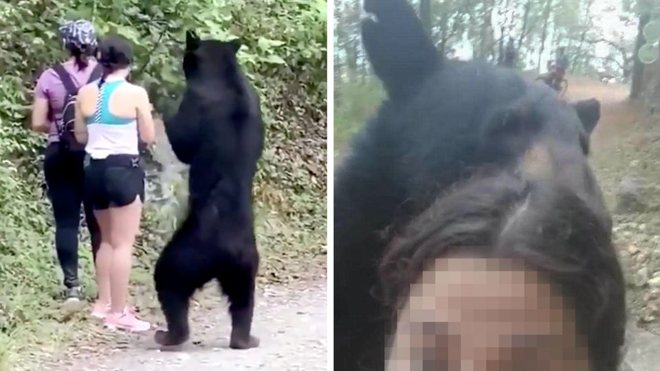 Selfie mit Schwarzbär