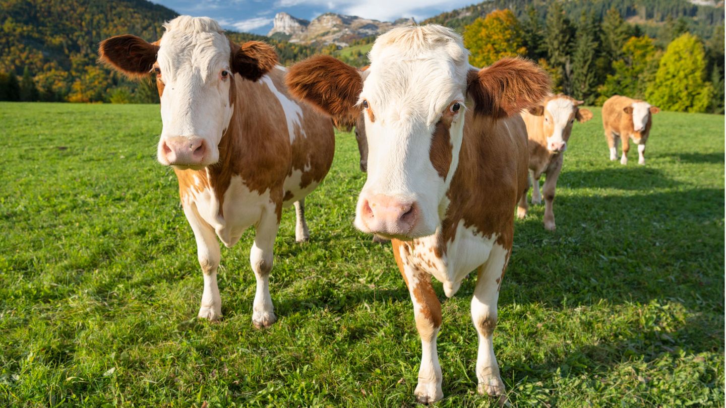Österreich gibt Verhaltensregeln für Almwanderer gegenüber Kühen raus