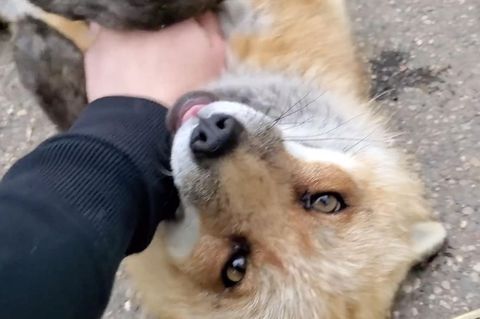 Youtube-Hit: Ungewöhnliches Geräusch: Frau streichelt Fuchs – der fängt an zu lachen