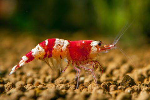 Eine Garnele auf kleinen Steinchen