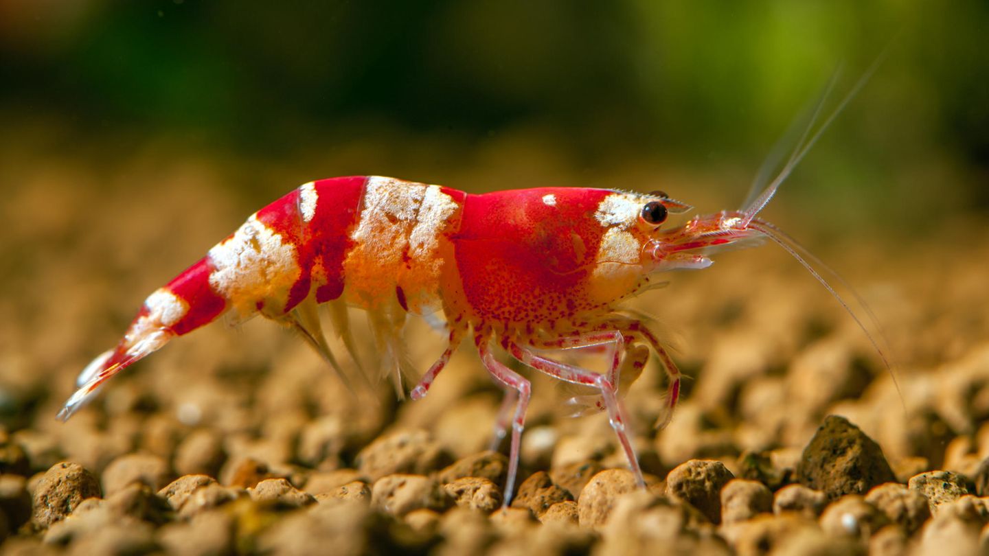 Dizziness: He suffers from weakness and rash.  It all started with a shrimp