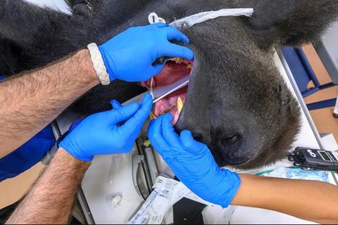 Zoo Miami: So sieht es aus, wenn ein 200 Kilo schwerer Gorilla zum Corona-Test muss
