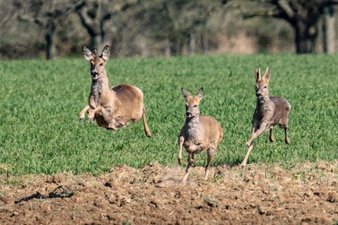 Rehe auf einem Feld