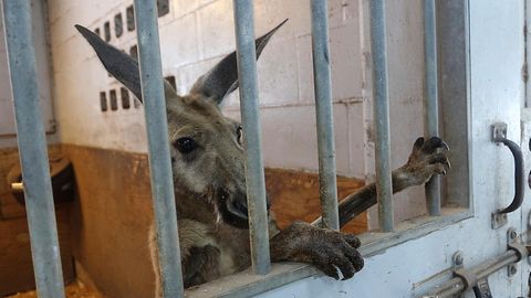 Das eingefangene Känguru schaut durch die Gitter eines Stalls in der Station der berittenen Polizei