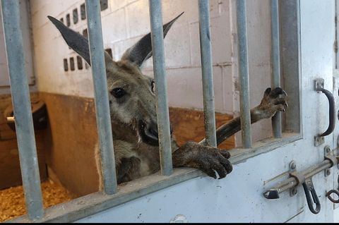 Das eingefangene Känguru schaut durch die Gitter eines Stalls in der Station der berittenen Polizei