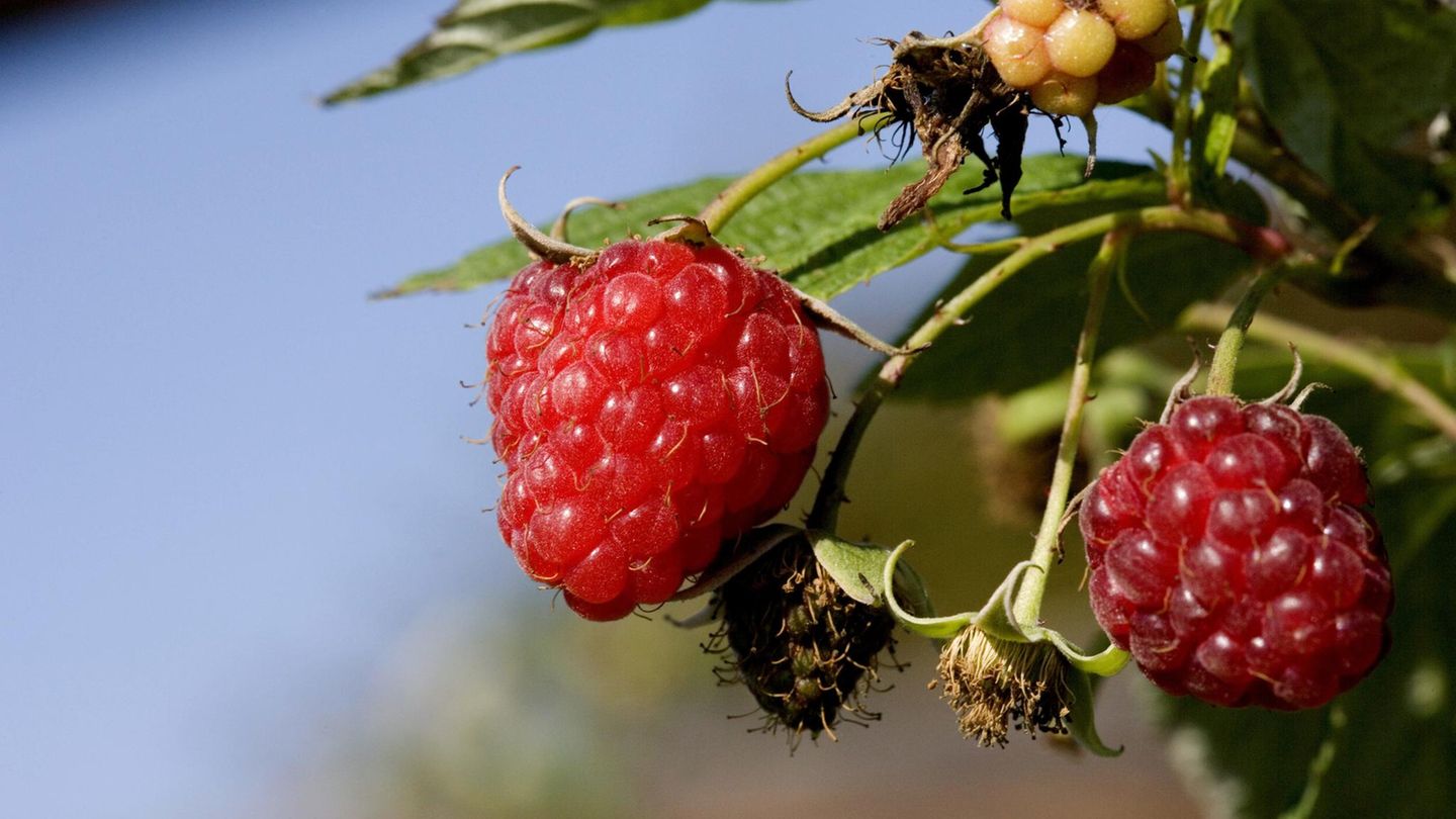 Himbeeren schneiden: Reife Früchte hängen an einem Strauch