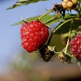 Himbeeren schneiden: Reife Früchte hängen an einem Strauch