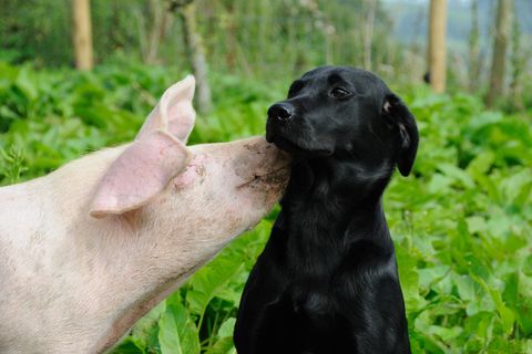 Studie: Schweine sind bessere Problemlöser als Hunde