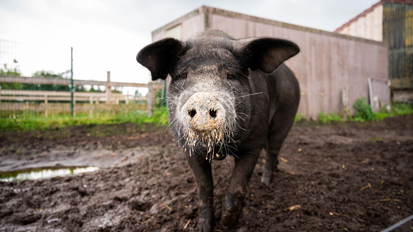 Instagram-Schwein Bobby