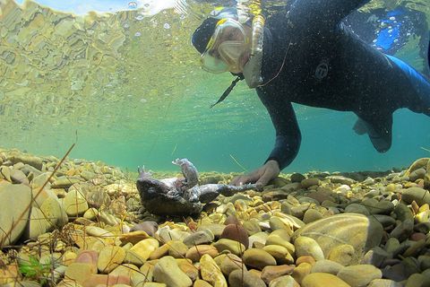 Auch der hohe Grad an Wasserverschmutzung im bolivianischen Titicaca-See lässt die Riesenfrösche verenden.