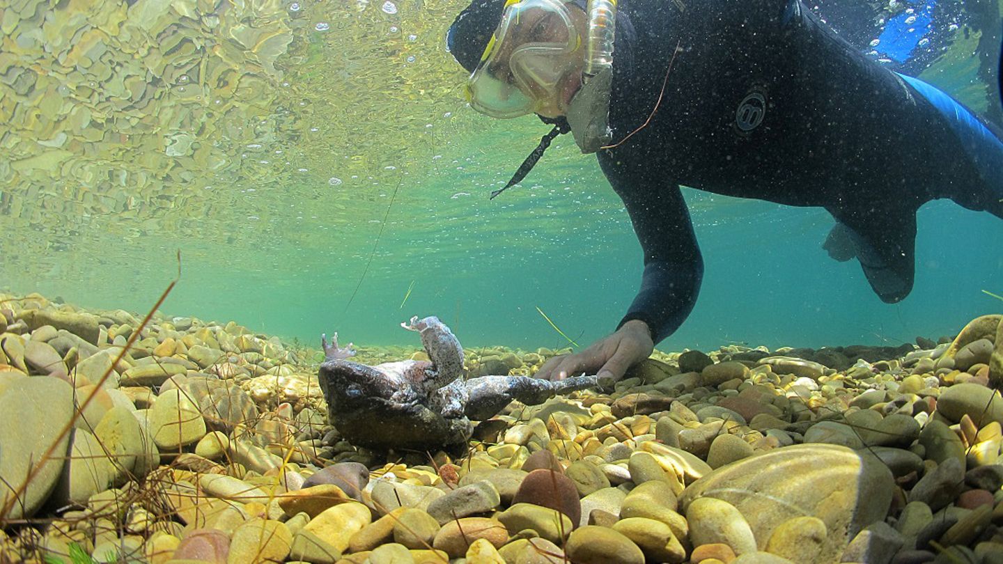 Auch der hohe Grad an Wasserverschmutzung im bolivianischen Titicaca-See lässt die Riesenfrösche verenden.