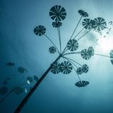 Das MOUA zeigt, dass das Great Barrier Reef  "ein fragiler, schöner und ganz besonderer Ort ist", so Unterwasserkünstler Jason deCaires Taylor.