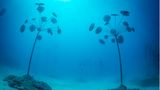 Diese überraschenden Unterwasserpflanzen sind ein Werk des britischen Künstlers Jason deCaires Taylor