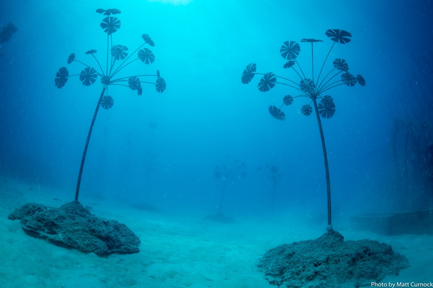 Diese überraschenden Unterwasserpflanzen sind ein Werk des britischen Künstlers Jason deCaires Taylor