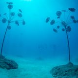 Diese überraschenden Unterwasserpflanzen sind ein Werk des britischen Künstlers Jason deCaires Taylor