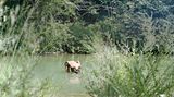 Gioia badet in einem Flüsschen nahe Siena