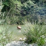 Gioia badet in einem Flüsschen nahe Siena