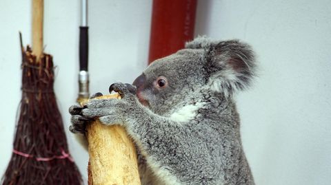 Das drei Jahre alte Koala-Weibchen Mandie auf der Waage