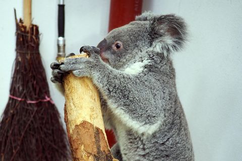 Das drei Jahre alte Koala-Weibchen Mandie auf der Waage