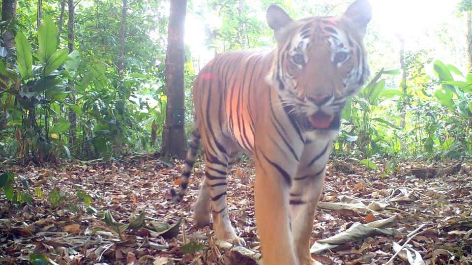 Indochinesischer Tiger Tiger in Thailand