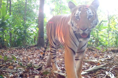 Tiger in Thailand