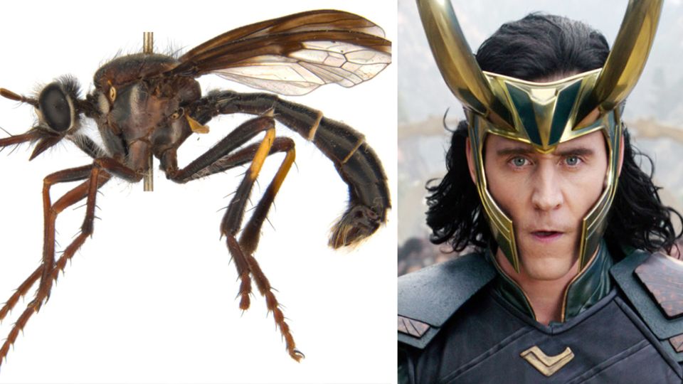 Marvel-Bösewicht Loki ist neben einer Fliege abgebildet.