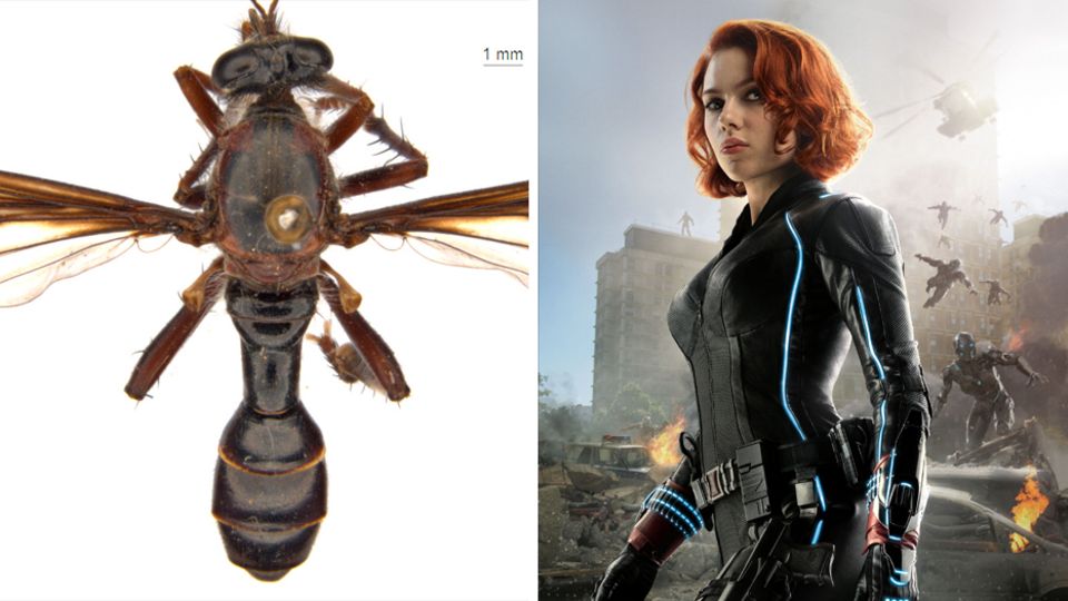 Die Marvel-Heldin Black Widow ist neben einer Fliege abgebildet.