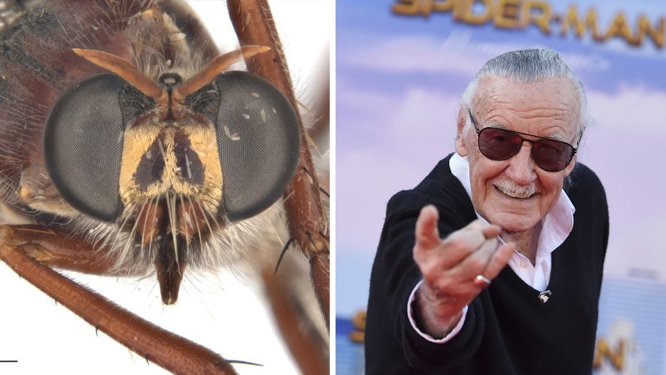 Stan Lee und die nach ihm benannte Fliege im Vergleich. Stan Lee ist neben einer Fliege abgebildet.
