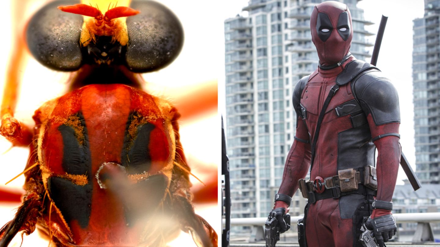 Deadpool ist neben einer Fliege abgebildet.