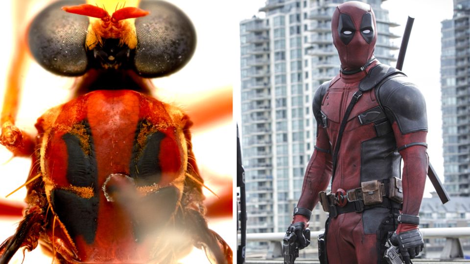 Deadpool ist neben einer Fliege abgebildet.