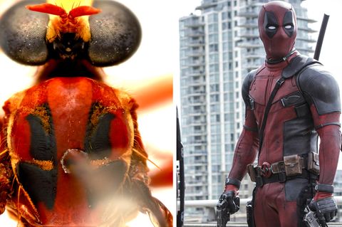 Deadpool ist neben einer Fliege abgebildet.