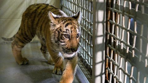 Tierrechtsaktivistin darf für eine Nummer aus dem Käfig Tierrechtsaktivistin darf für eine Nummer aus dem Käfig