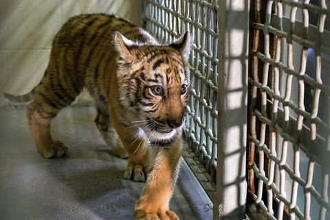 Ein junger Tiger in einem US-Zoo