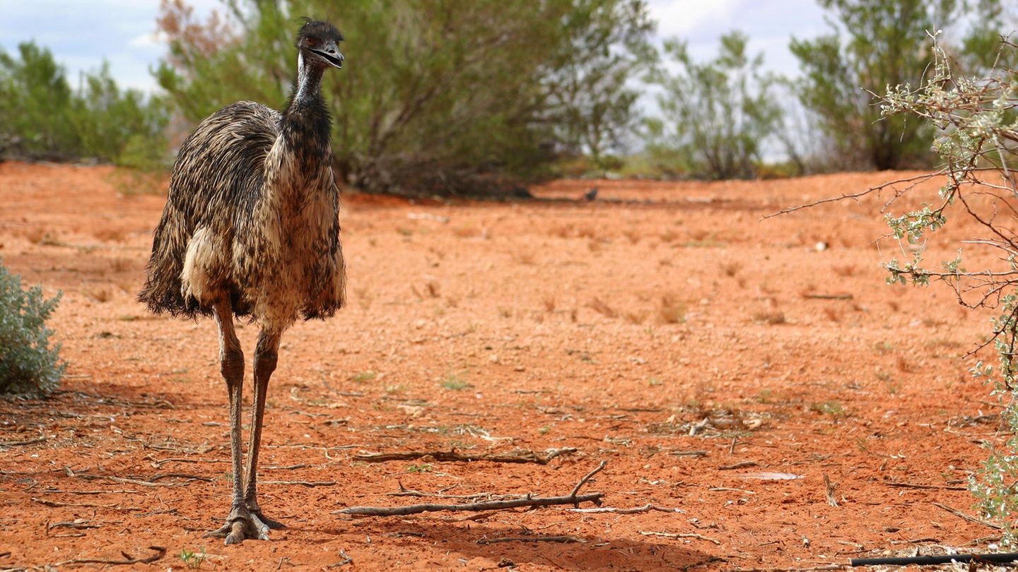 Emu im australischen Outback