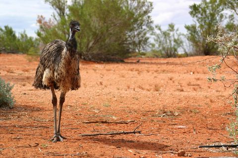 Emu im australischen Outback