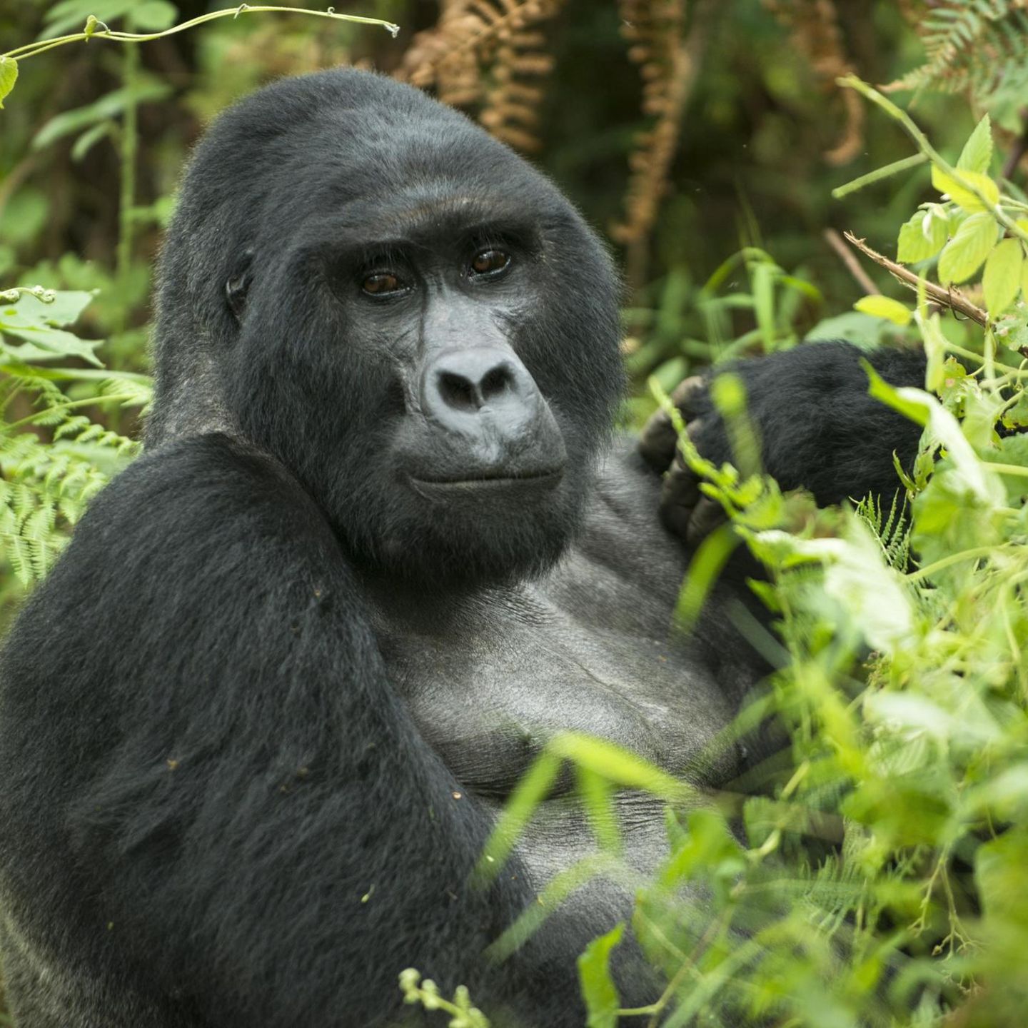 Uganda Mann Muss Nach Totung Von Berggorilla Rafiki Elf Jahre Ins Gefangnis Stern De