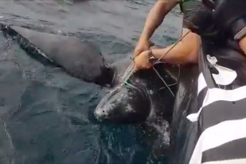 Vor der Küste Spaniens: Gerade noch rechtzeitig: Küstenwache befreit Schildkröte aus Fischernetz
