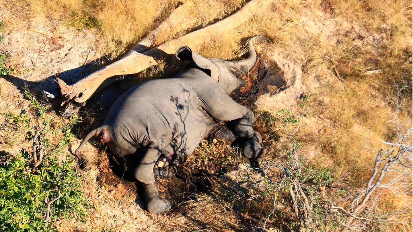 Ein toter Elefant liegt in Botsuana in einem Gebüsch