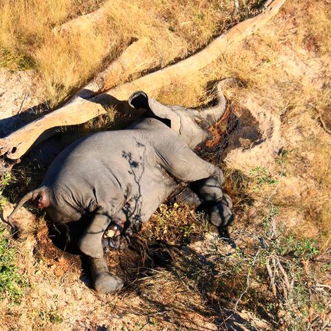 Ein toter Elefant liegt in Botsuana in einem Gebüsch