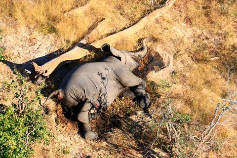 Ein toter Elefant liegt in Botsuana in einem Gebüsch
