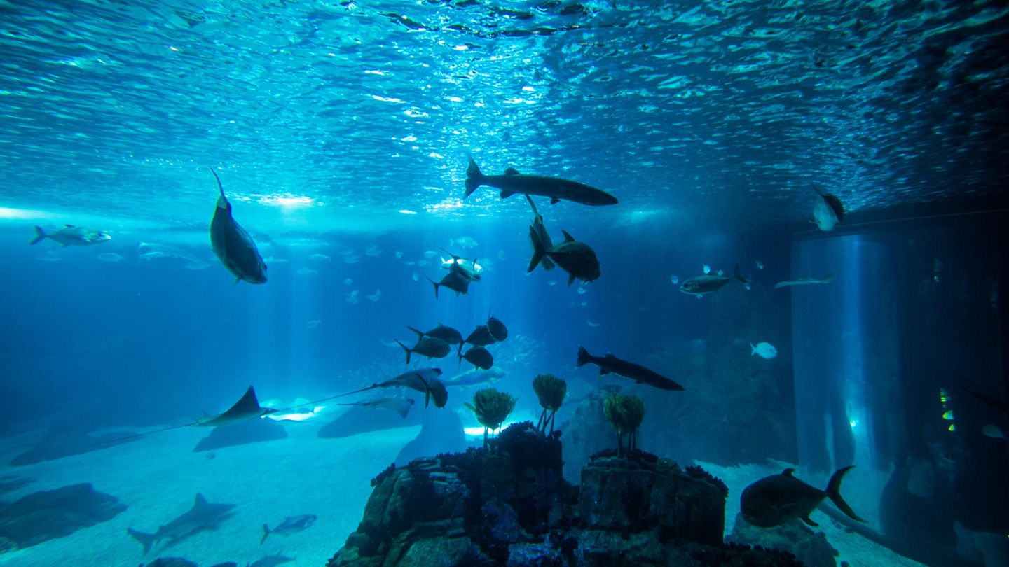 Australier springt in Zoo-Aquarium