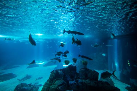 Australier springt in Zoo-Aquarium