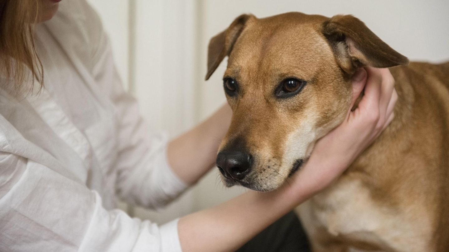 Frau streichelt Hund