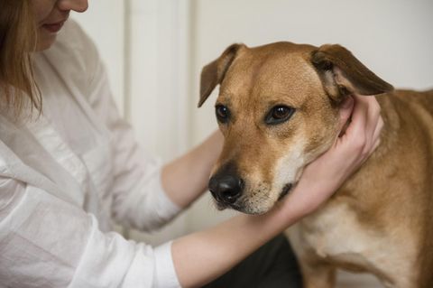 Frau streichelt Hund