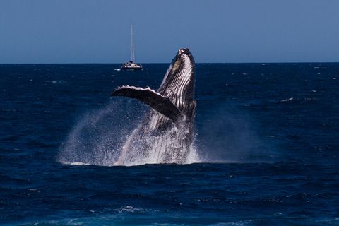 Ein Buckelwal am Ningaloo-Riff in Australien (Archivbild)